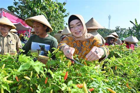 Kenapa Panen Cabai Petani Milenial Diserbu Pembeli TikTok?