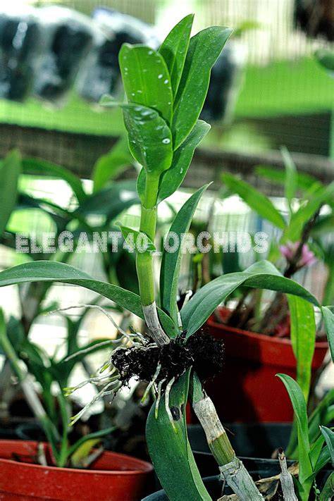 3 Faktor Pemicu Keiki pada Dendrobium Phalaenopsis