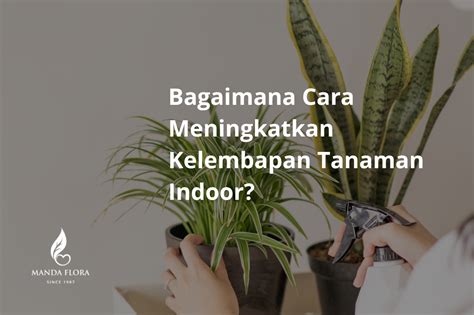5 Cara Menjaga Kelembapan untuk Tanaman Tropis di Ruang Ber-AC