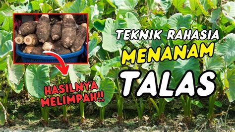 7 Hal soal Talas Asia dari Varietas, Hama, sampai Olahan