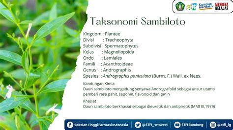 7 Khasiat Sambiloto dan Cara Merawatnya di Rumah