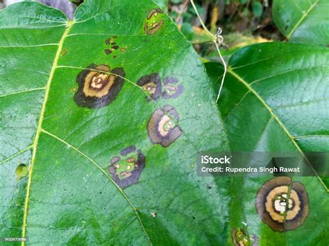 Bercak Cokelat di Bawah Daun Ficus Lyrata Bukan Penyakit