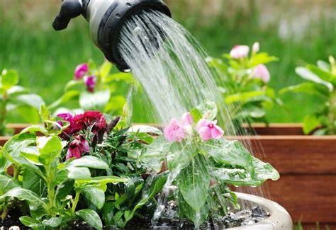 Bottom Watering Bukan Cara Malas Menyiram Tanaman