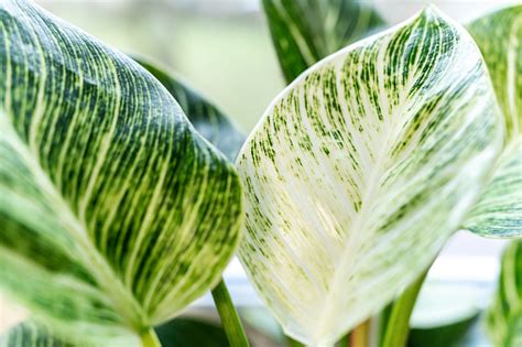 Cara Mengembalikan Corak Putih Daun Philodendron Birkin