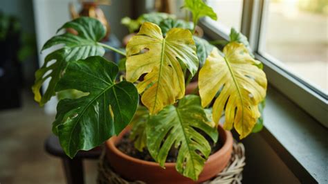 Cara Menyelamatkan Monstera Deliciosa yang Daunnya Menguning