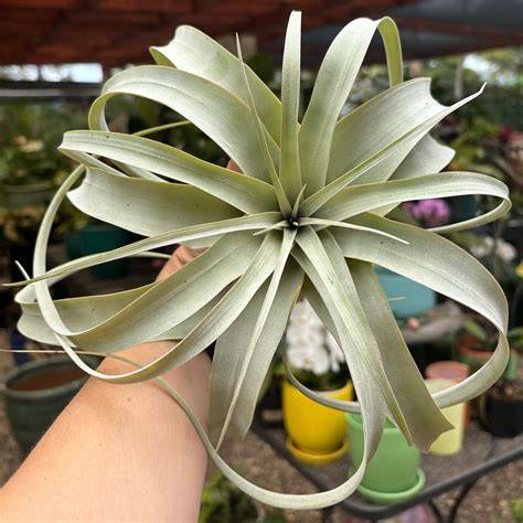 Cara Merendam Tillandsia Xerographica Tanpa Bikin Pangkal Busuk