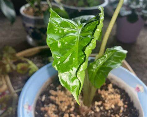 Kapan Alocasia Odora Berhenti Disiram Saat Dormansi?