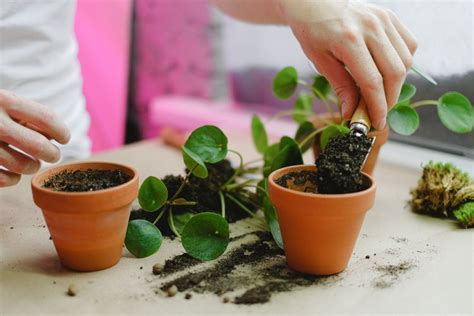Kapan Tanaman Hias Indoor Perlu Repotting dan Cara Melakukannya