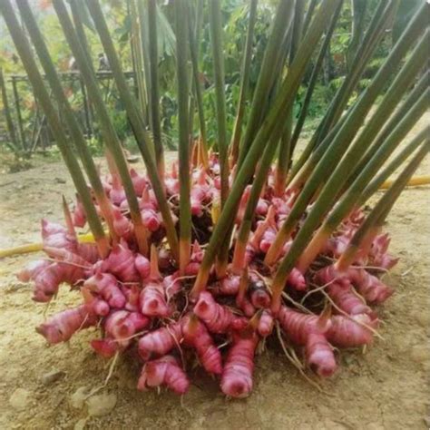 Kenapa Lengkuas Merah Lebih Cocok Ditanam di Pot?