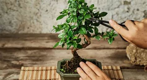 Memangkas Bonsai Serut ala Jepang Tak Sesulit yang Dibayangkan