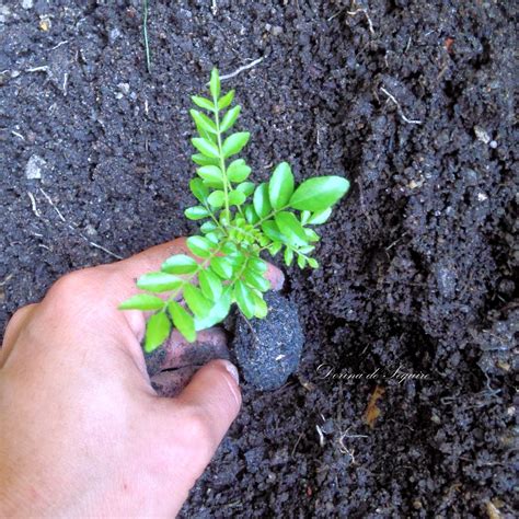 Menanam Daun Kari di Iklim Tropis Tidak Sesulit Kata Orang