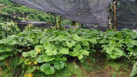 Menanam Wasabi di Dataran Tinggi Bukan Proyek Setahun