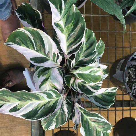 Merawat Calathea White Fusion agar Daun Bebas Garis Cokelat