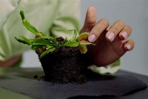 Merawat Venus Flytrap di Iklim Tropis Tanpa Busuk Akar