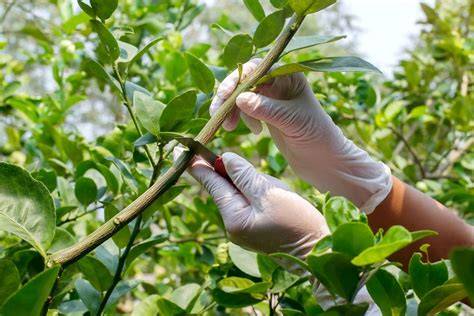 Perbanyak ZZ Plant dari Stek Daun dan Batang