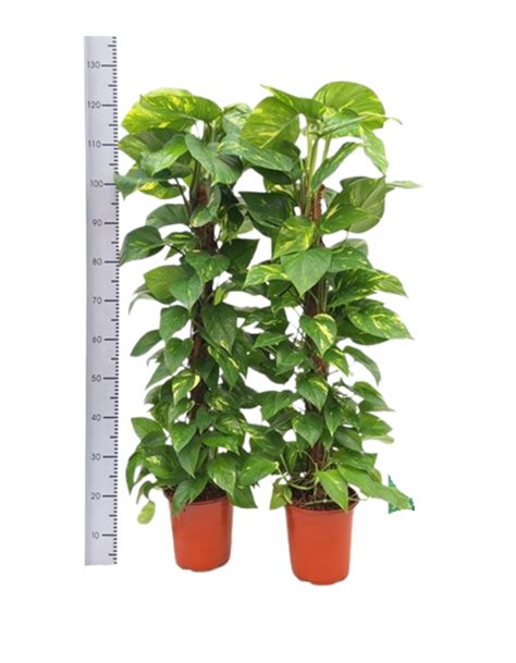 Perlu Moss Pole Seberapa Tinggi untuk Epipremnum Aureum?