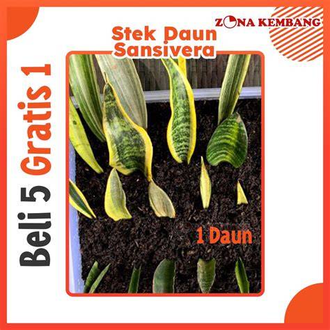 Stek Daun Sansevieria Bisa Menghilangkan Variegasi Hijau-Kuning