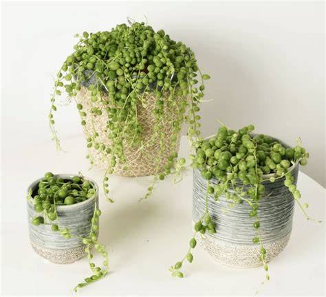 String of Pearls Keriput Belum Tentu Karena Kurang Air