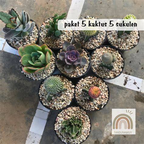 Sukulen Bebas Kutu Putih Berkat Nimba dan Alkohol 70%